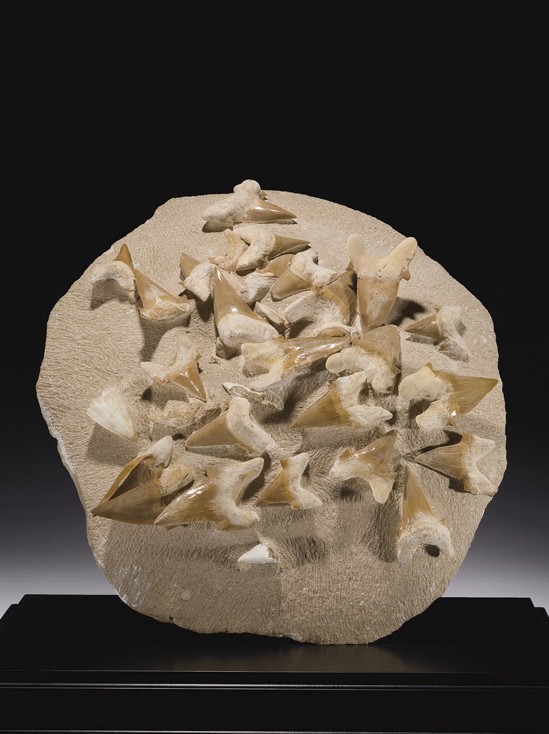 ENSEMBLE DE DENTS DE REQUIN OTODUS OBLIQUUS