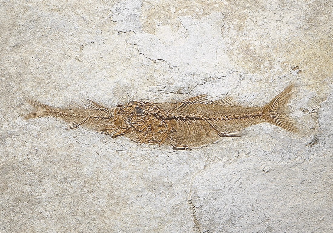 DAPALIS MACRURUS