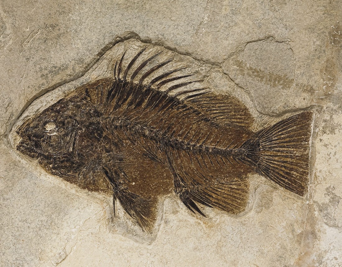 PRISCARA SERRATA