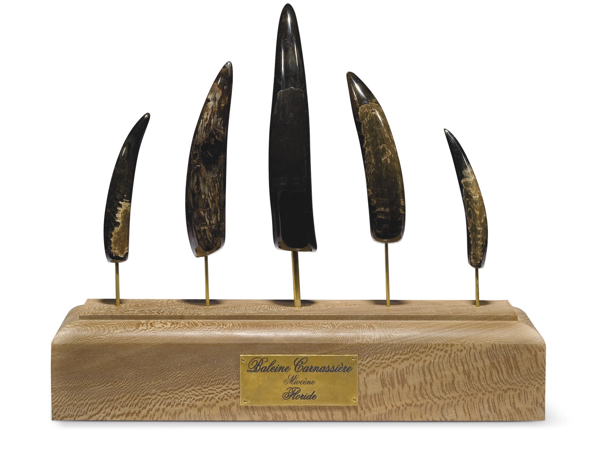 ENSEMBLE DE CINQ DENTS DE BALEINES CARNASSIERES KOGIOPSIS SP