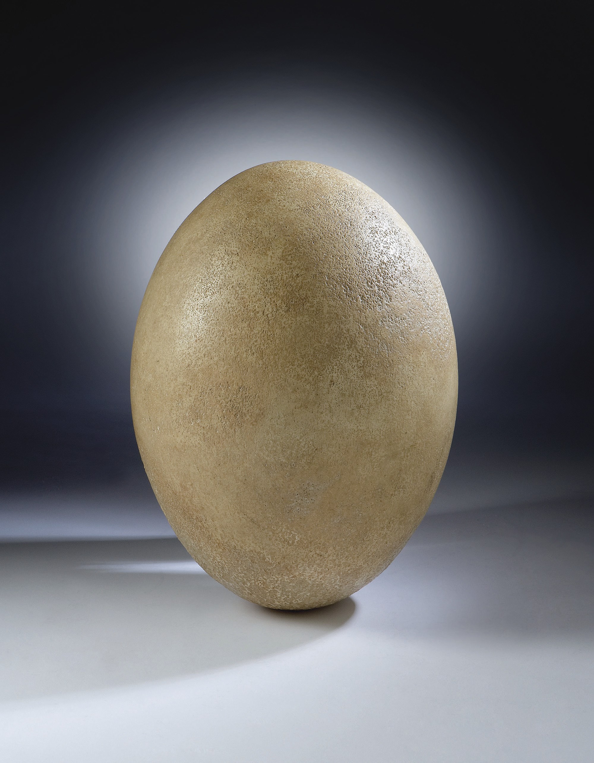 OEUF D'AEPYORNIS MAXIMUS