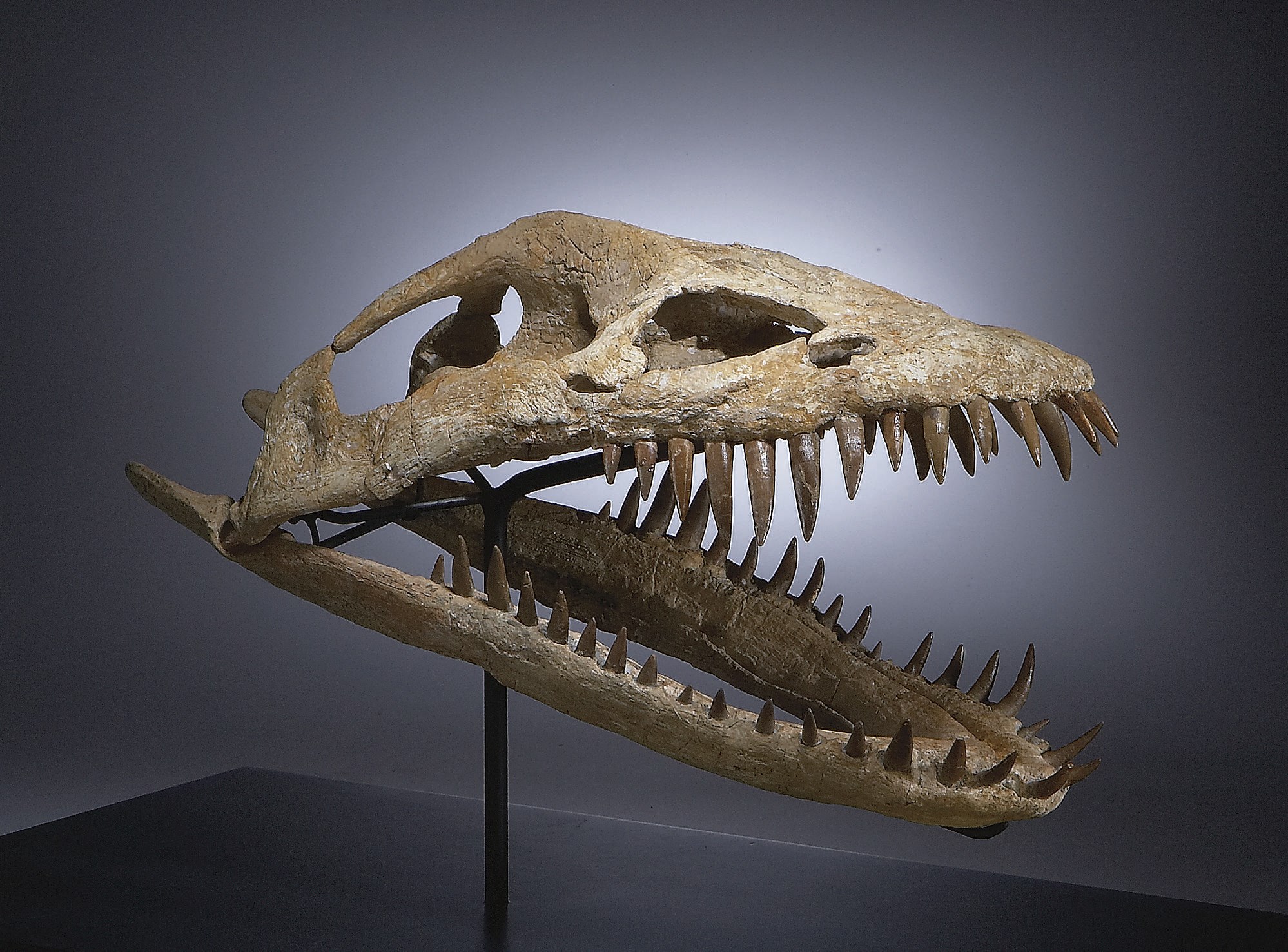 CRANE DE PLESIOSAURE