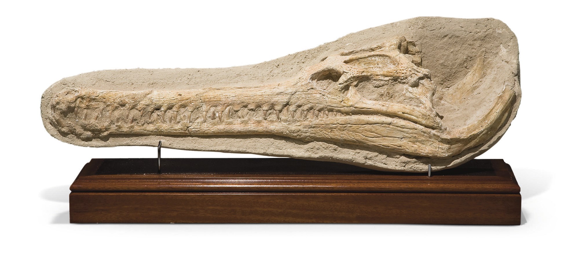 CROCODILE DYROSAURUS PHOSPHATICUS