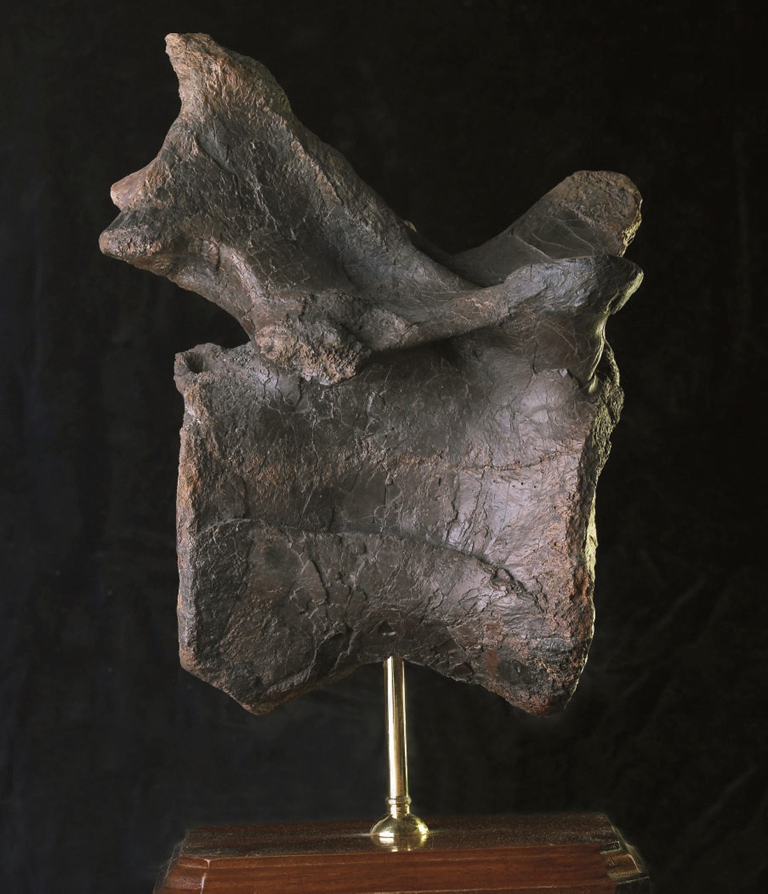 VERTEBRE DE TYRANNOSAURUS REX
