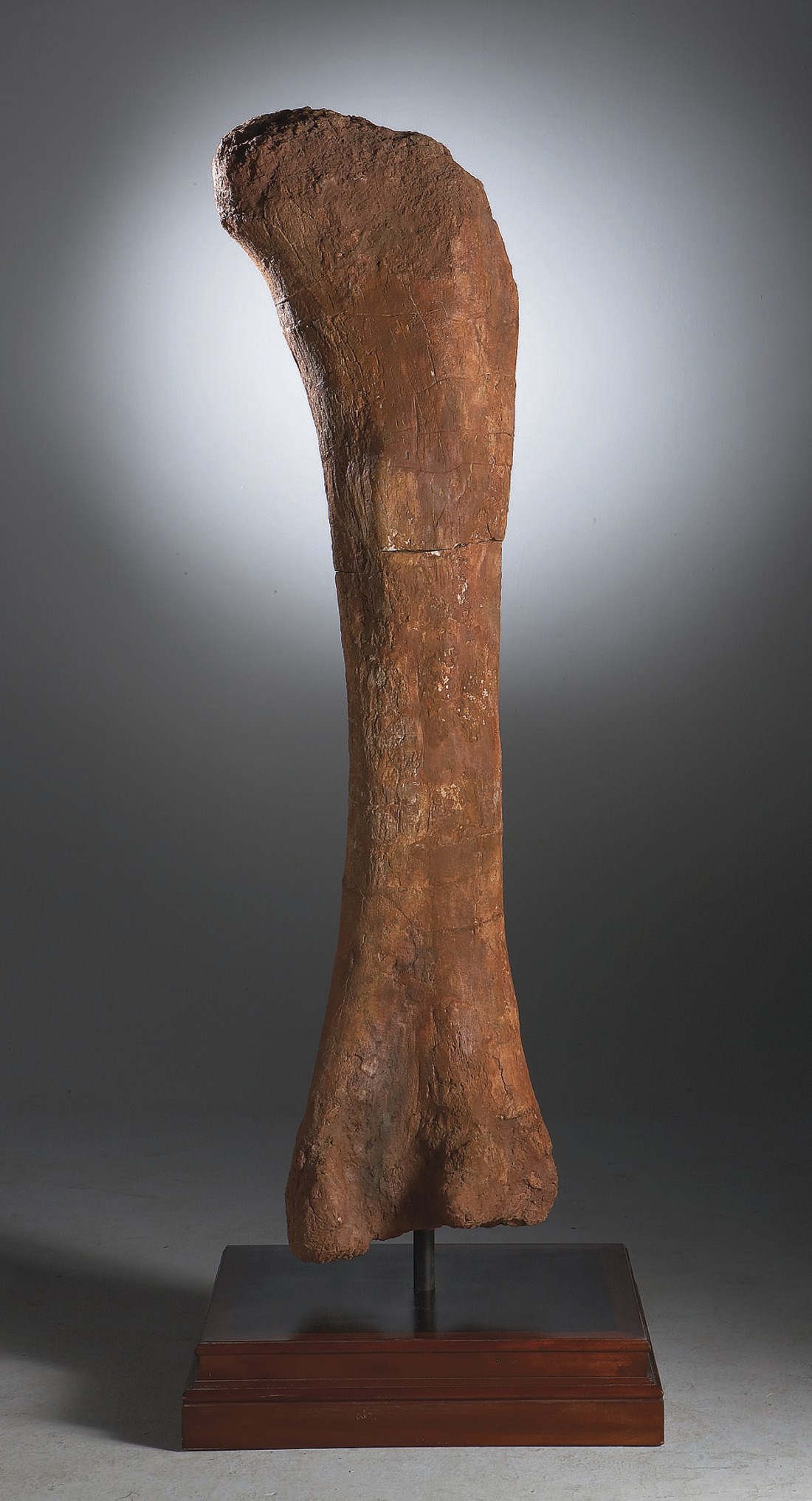 FEMUR DE TITANOSAURE
