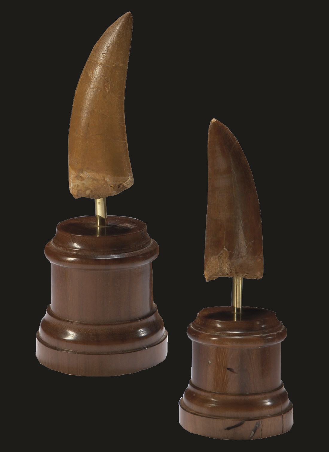 DEUX DENTS DE CARCHARODONTOSAURUS SAHARICUS (Stromer 1931)