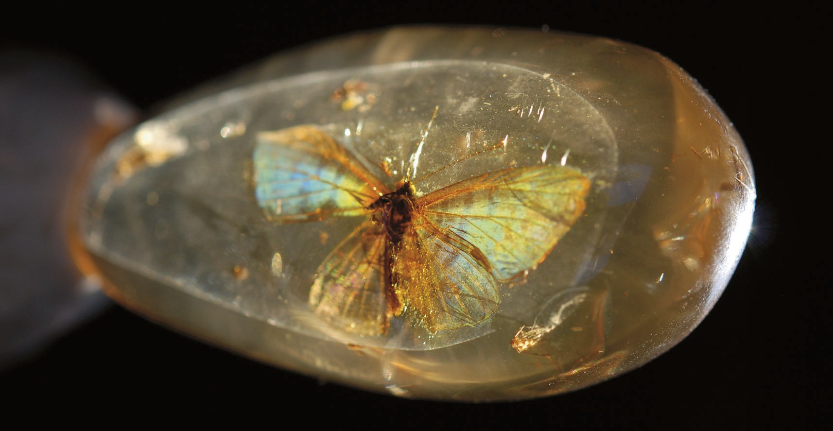 EXCEPTIONNEL PAPILLON DIURNE FOSSILISE DANS L'AMBRE