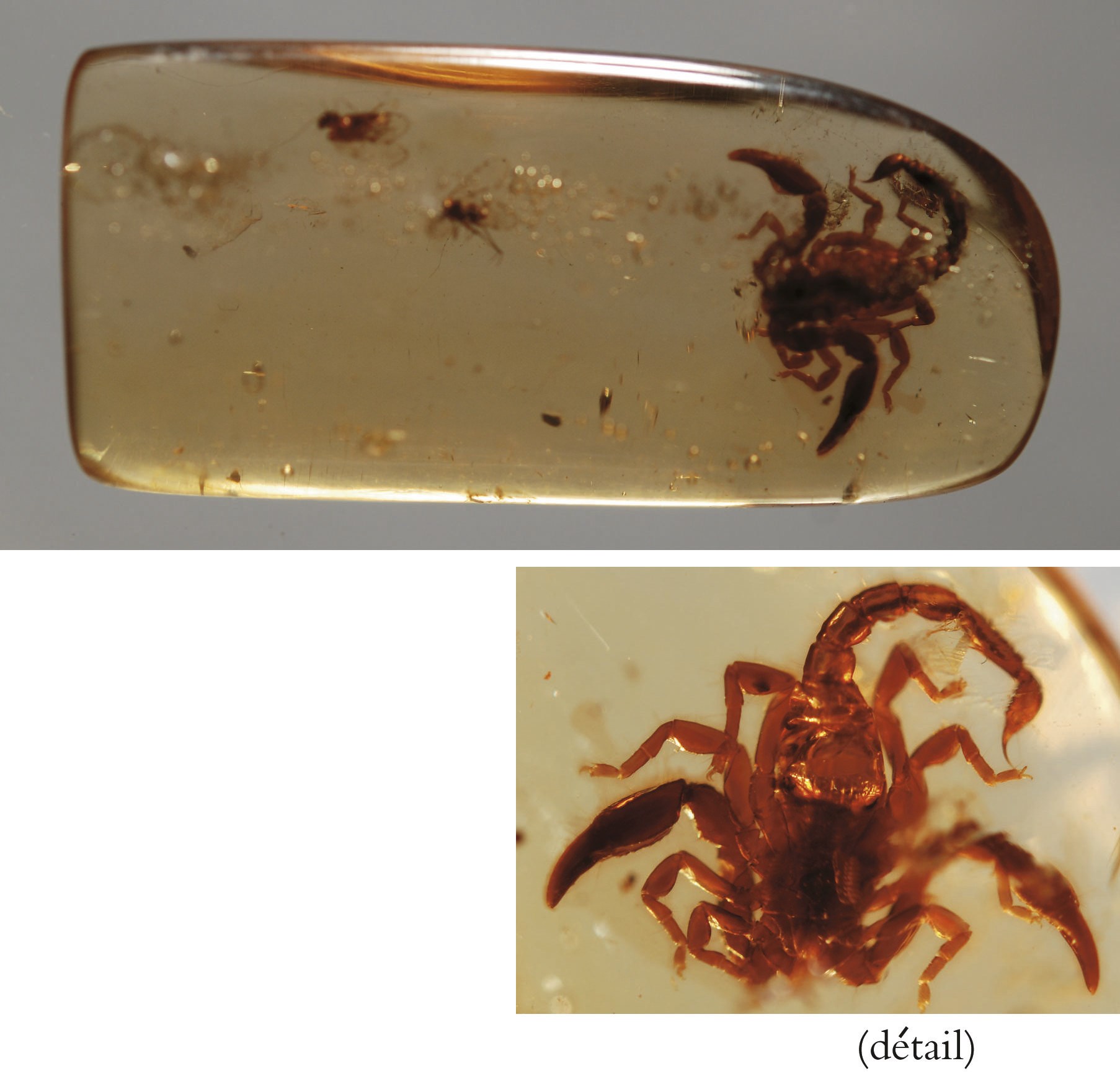 RARE SPECIMEN DE SCORPION FOSSILISE DANS L'AMBRE