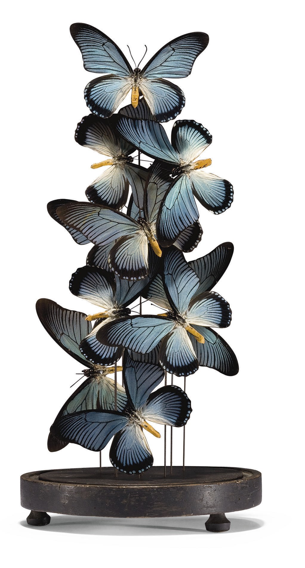 ENVOL DE PAPILLONS