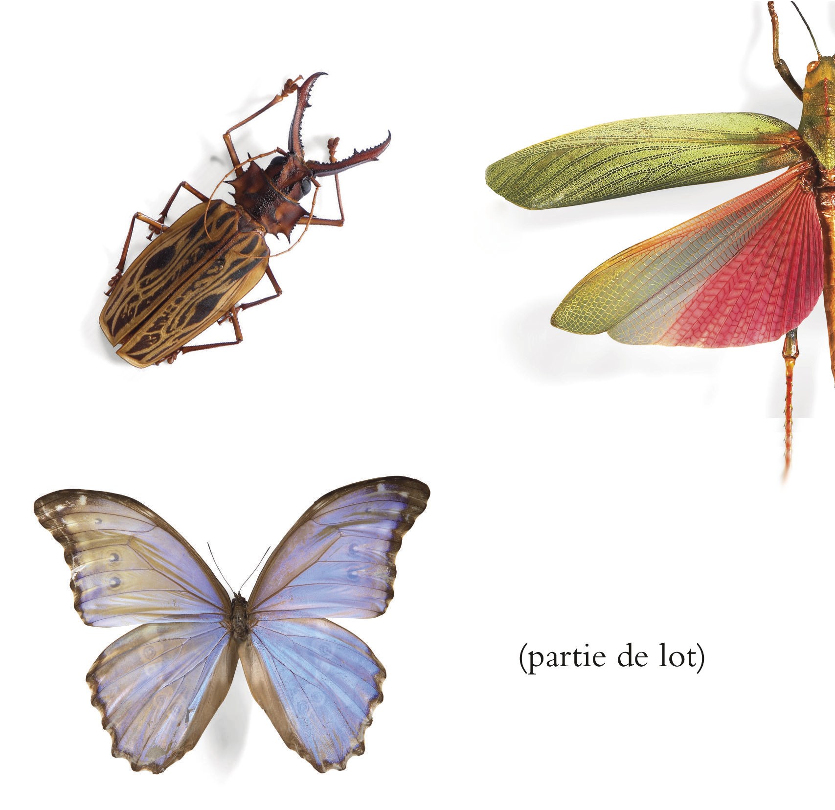 ENSEMBLE DE VINGT COFFRETS ENTOMOLOGIQUES