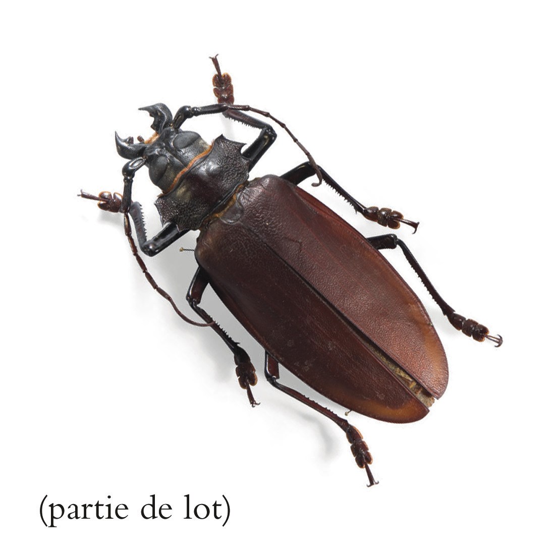 ENSEMBLE DE VINGT COFFRETS ENTOMOLOGIQUES
