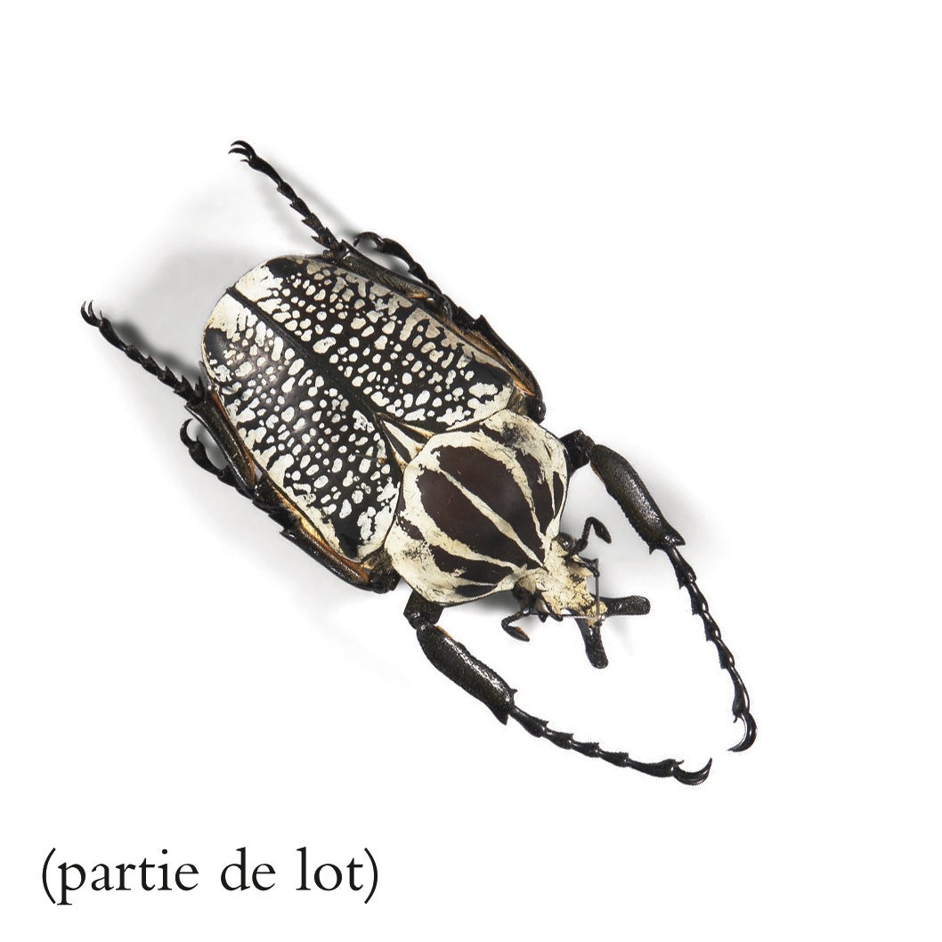 ENSEMBLE DE DIX COFFRETS ENTOMOLOGIQUES