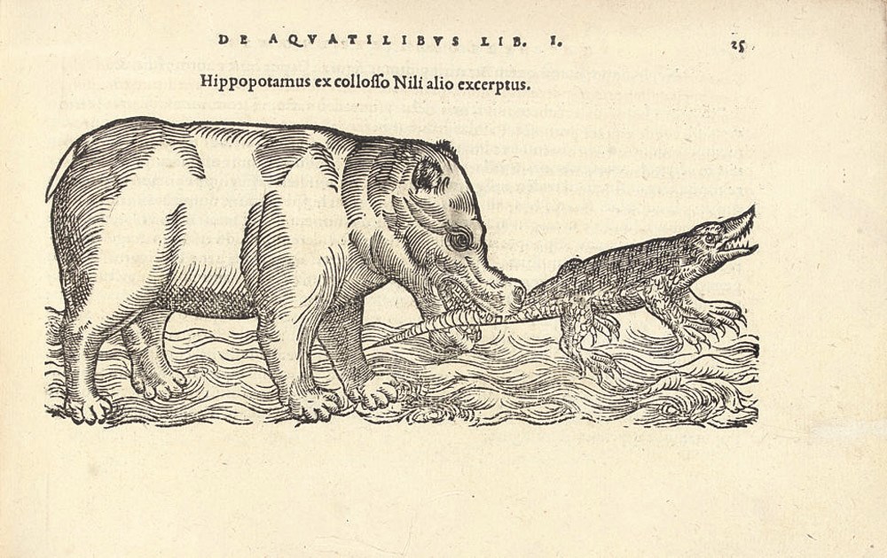 BELON, Pierre (1517-1564). De aquatilibus. Paris: Charles Estienne, 1553. Oblong 8° (111 x 172mm). 187 woodcut illustrations (title laid down, some margins repaired, dampstain in the top margin). Modern vellum, buckram case. Provenance: an early reader (cancelled title inscription) -- Boston University (booklabel; deaccession letter provided).