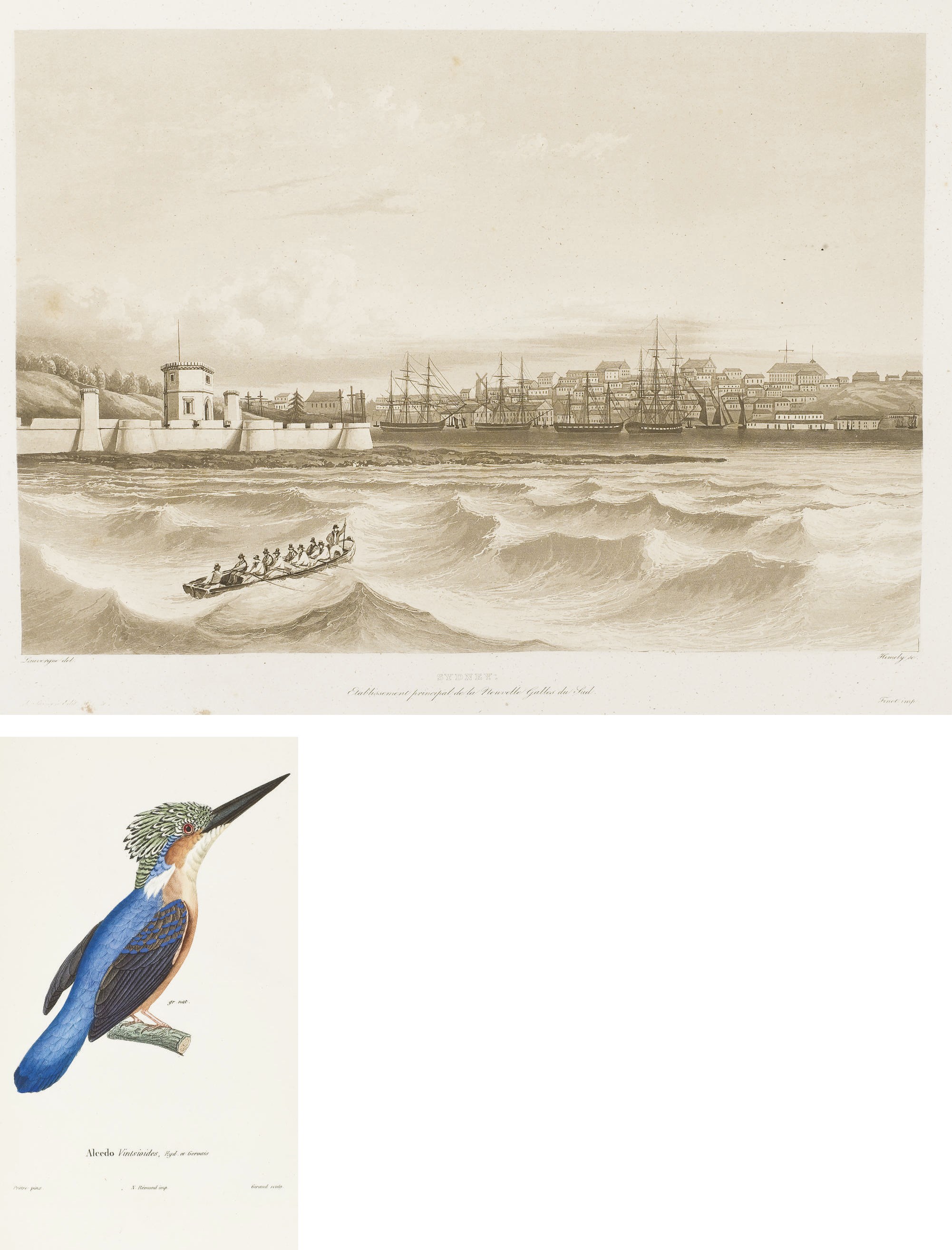 LAPLACE, Cyrille Pierre Théodore (1793-1875). Voyage autour du monde par les mers de l'Inde et de Chine exécuté sur la corvette de l'état "La Favorite" pendant les années 1830, 1831 et 1832.- [Zoologie. Par Fortuné Eydoux et Paul Gervais]. Paris: imprimerie de Casimir pour Arthus Bertrand, 1833- 1839.