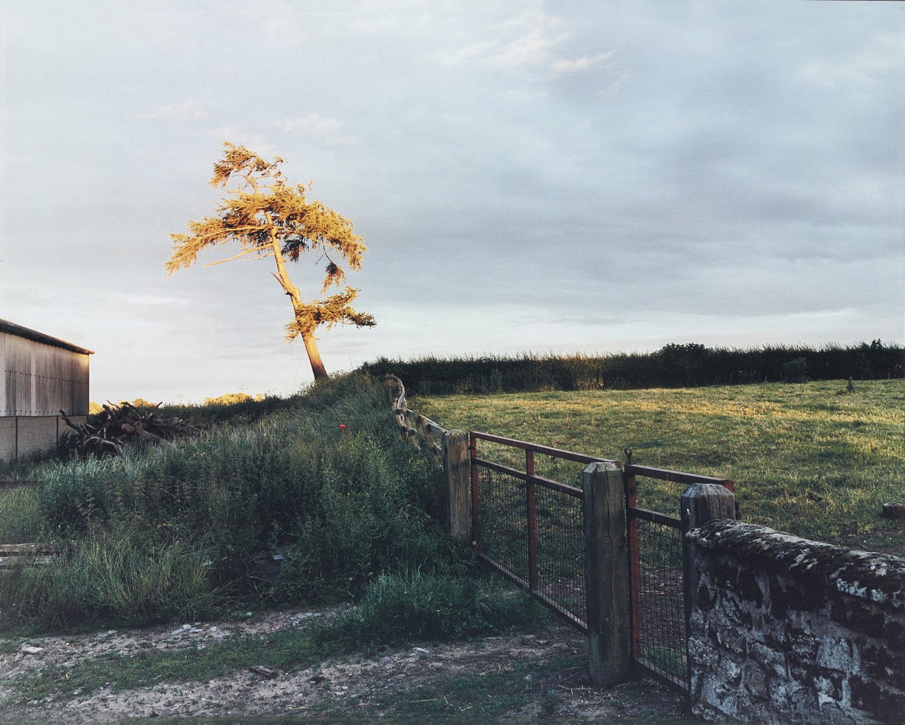 Sam Taylor-Wood (B. 1967)