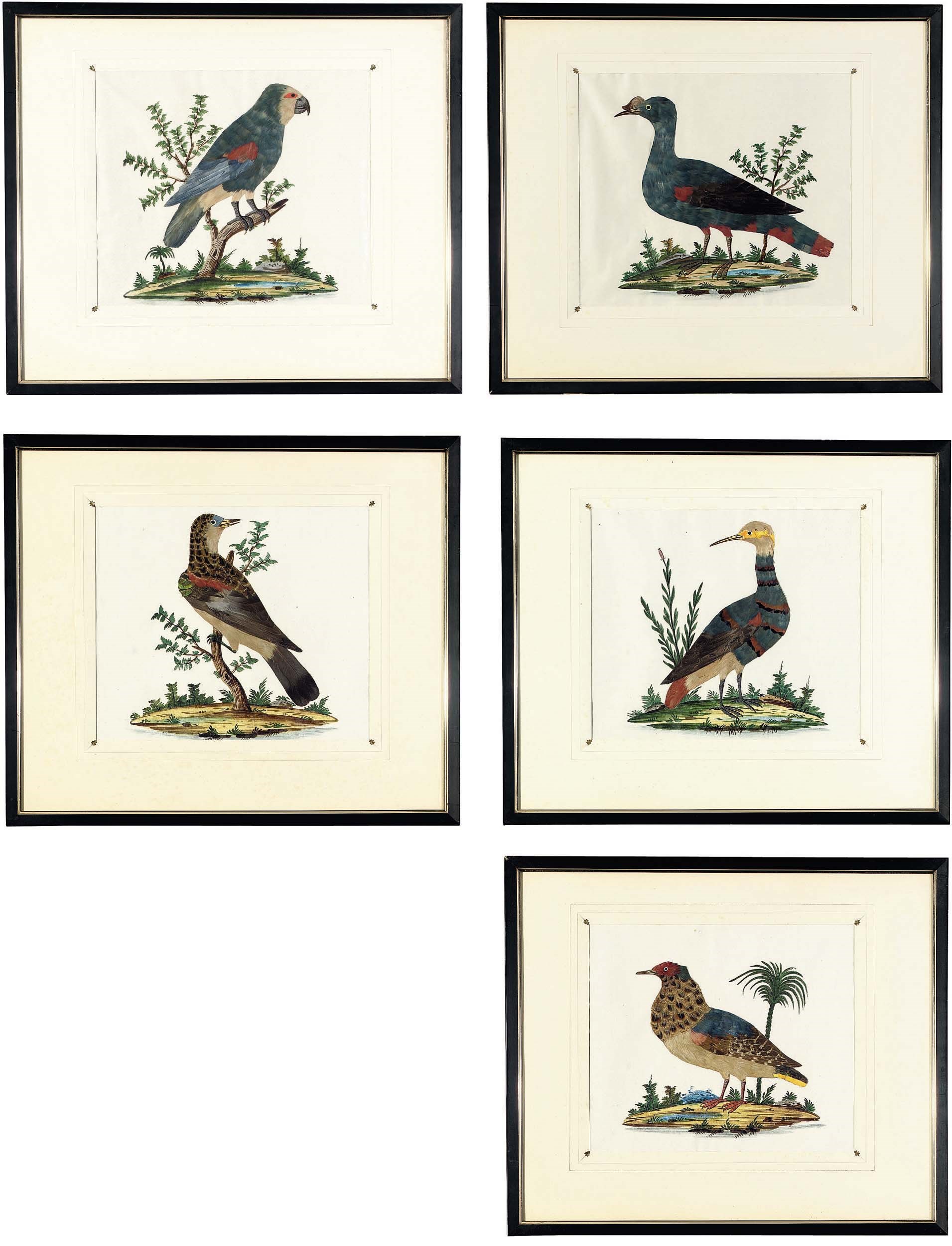 A SET OF FIVE ENGLISH FEATHER PICTURES OF BIRDS