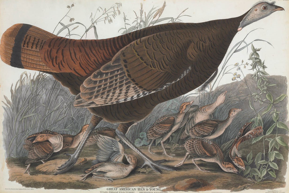 AFTER JOHN JAMES AUDUBON (1785-1851)
BY WILLIAM HOME LIZARS (1788-1859)
AND ROBERT HAVELL (1793-1878)