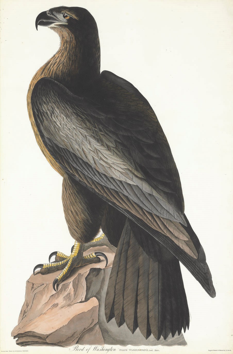 AFTER JOHN JAMES AUDUBON
BY ROBERT HAVELL