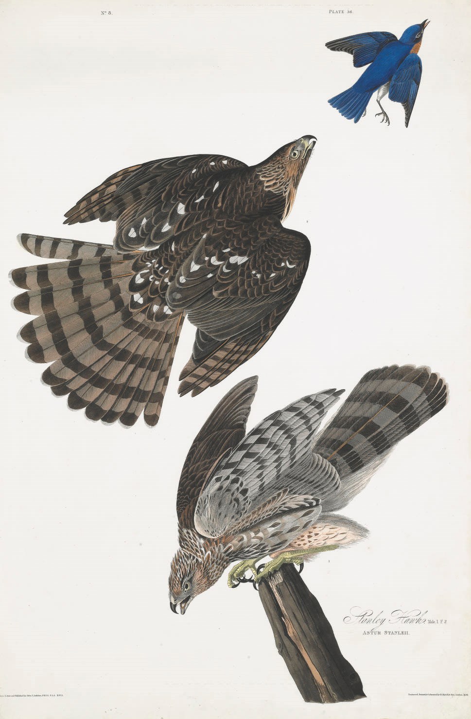 AFTER JOHN JAMES AUDUBON
BY ROBERT HAVELL