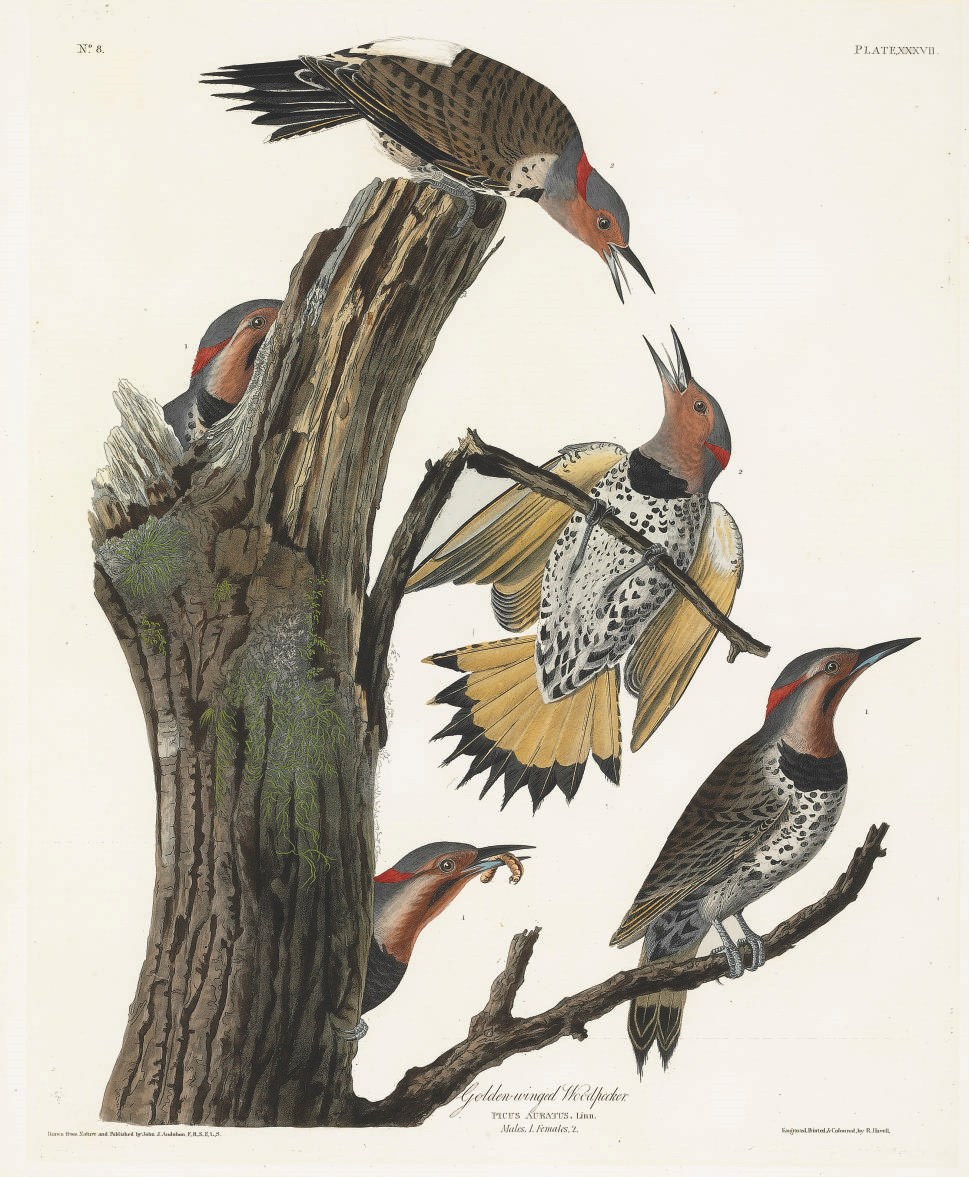 AFTER JOHN JAMES AUDUBON
BY ROBERT HAVELL
