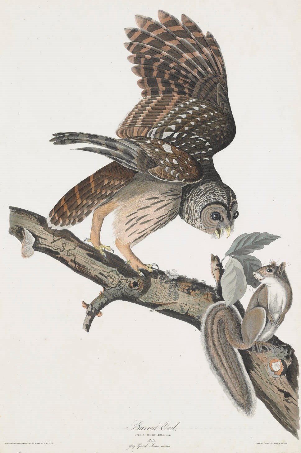 AFTER JOHN JAMES AUDUBON
BY ROBERT HAVELL