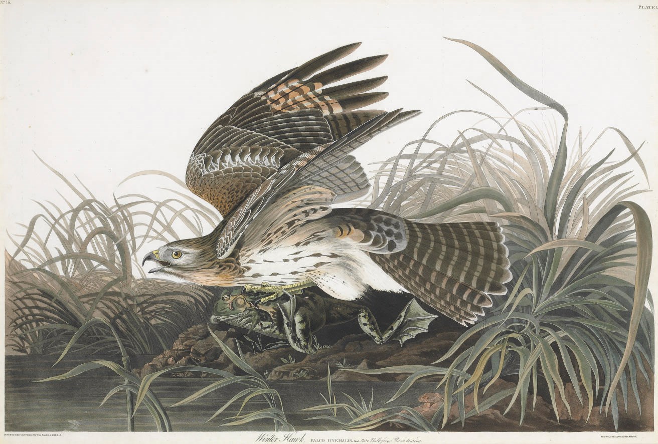 AFTER JOHN JAMES AUDUBON
BY ROBERT HAVELL