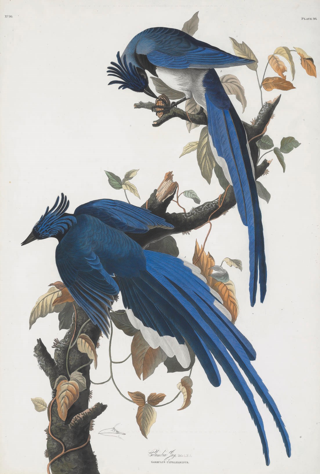 AFTER JOHN JAMES AUDUBON
BY ROBERT HAVELL