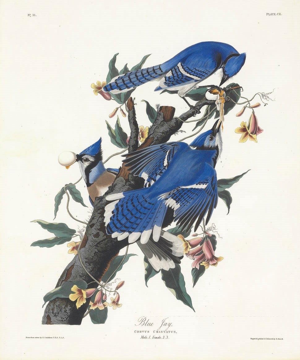 AFTER JOHN JAMES AUDUBON
BY ROBERT HAVELL