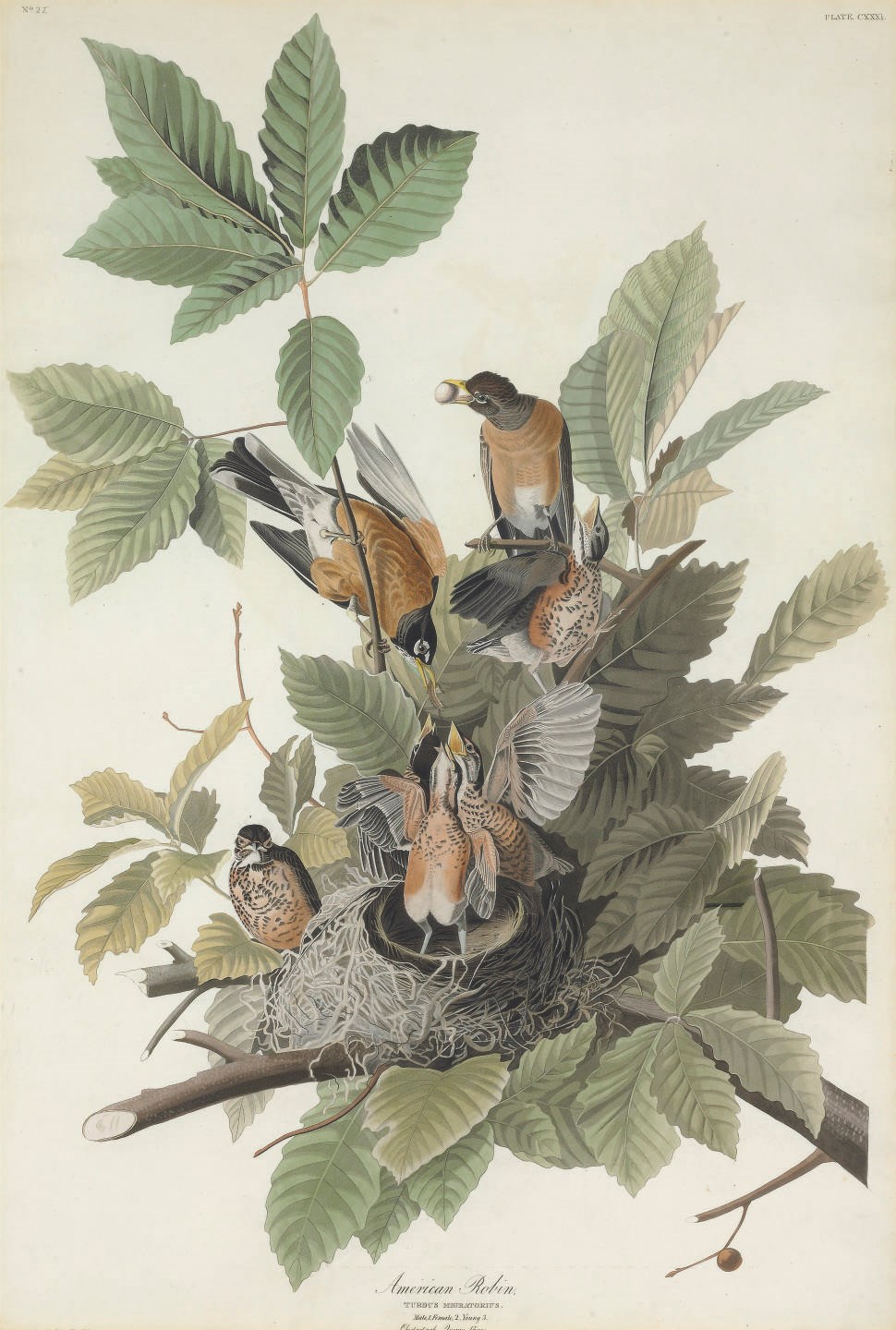 AFTER JOHN JAMES AUDUBON
BY ROBERT HAVELL