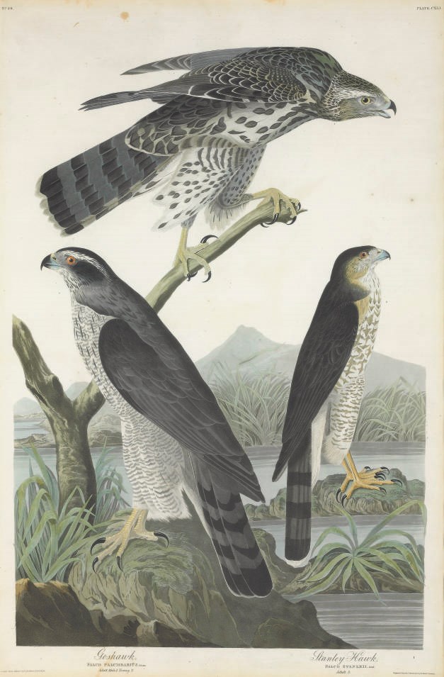 AFTER JOHN JAMES AUDUBON
BY ROBERT HAVELL