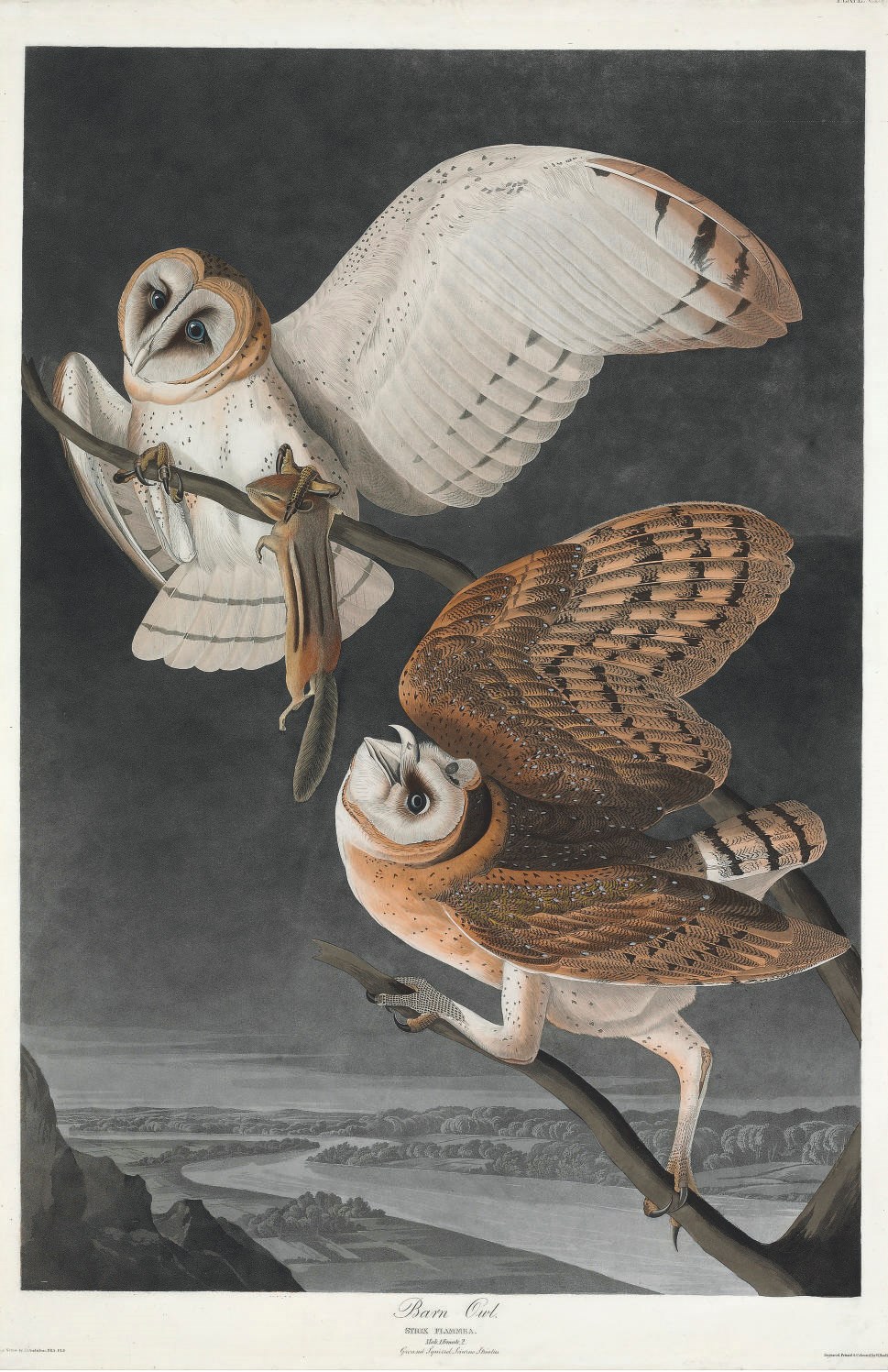 AFTER JOHN JAMES AUDUBON
BY ROBERT HAVELL