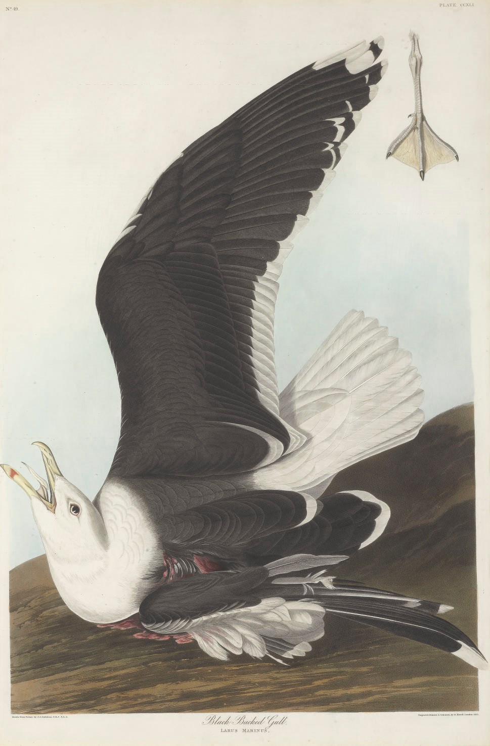 AFTER JOHN JAMES AUDUBON
BY ROBERT HAVELL