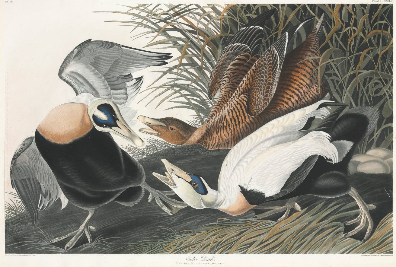 AFTER JOHN JAMES AUDUBON
BY ROBERT HAVELL