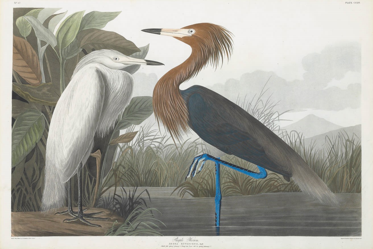 AFTER JOHN JAMES AUDUBON
BY ROBERT HAVELL