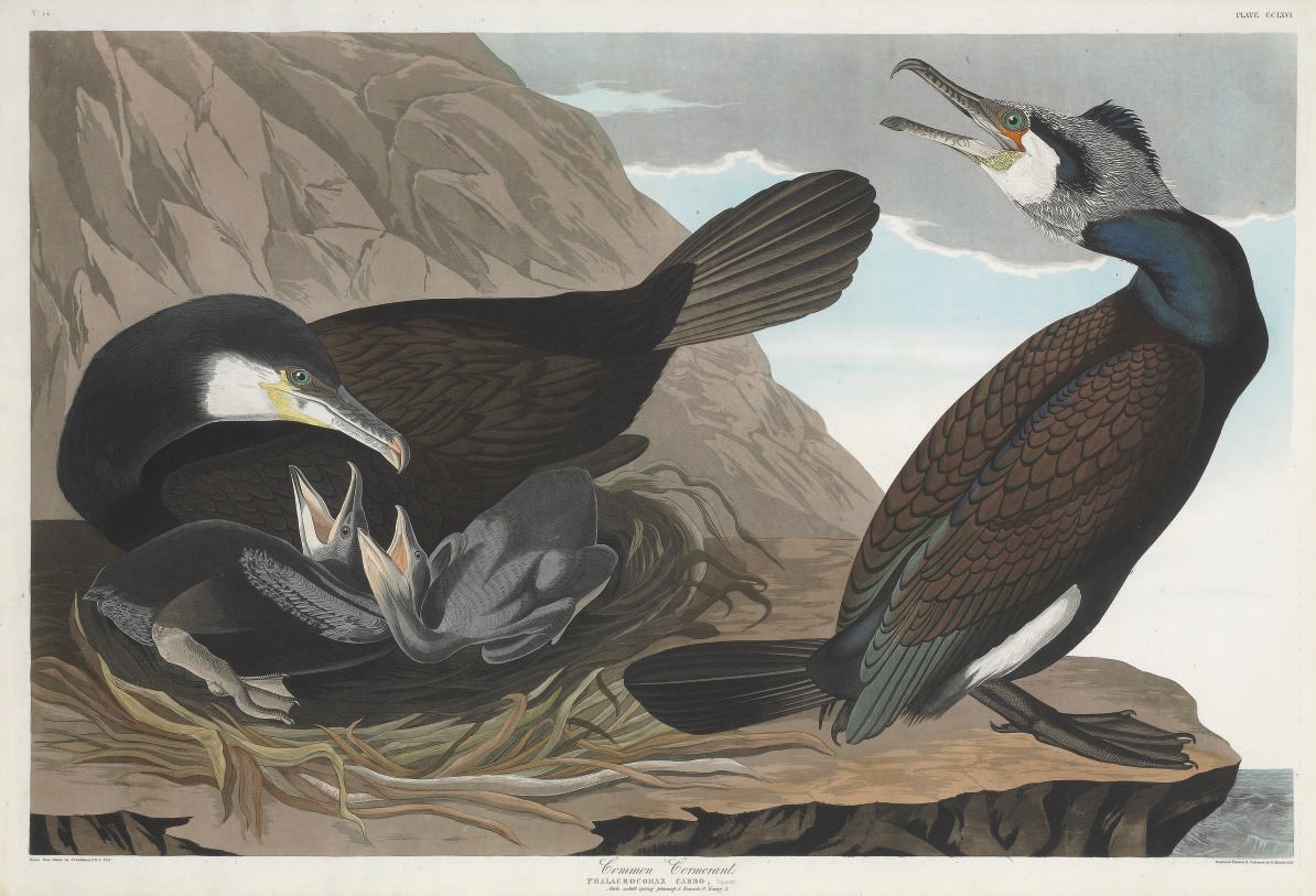 AFTER JOHN JAMES AUDUBON
BY ROBERT HAVELL
