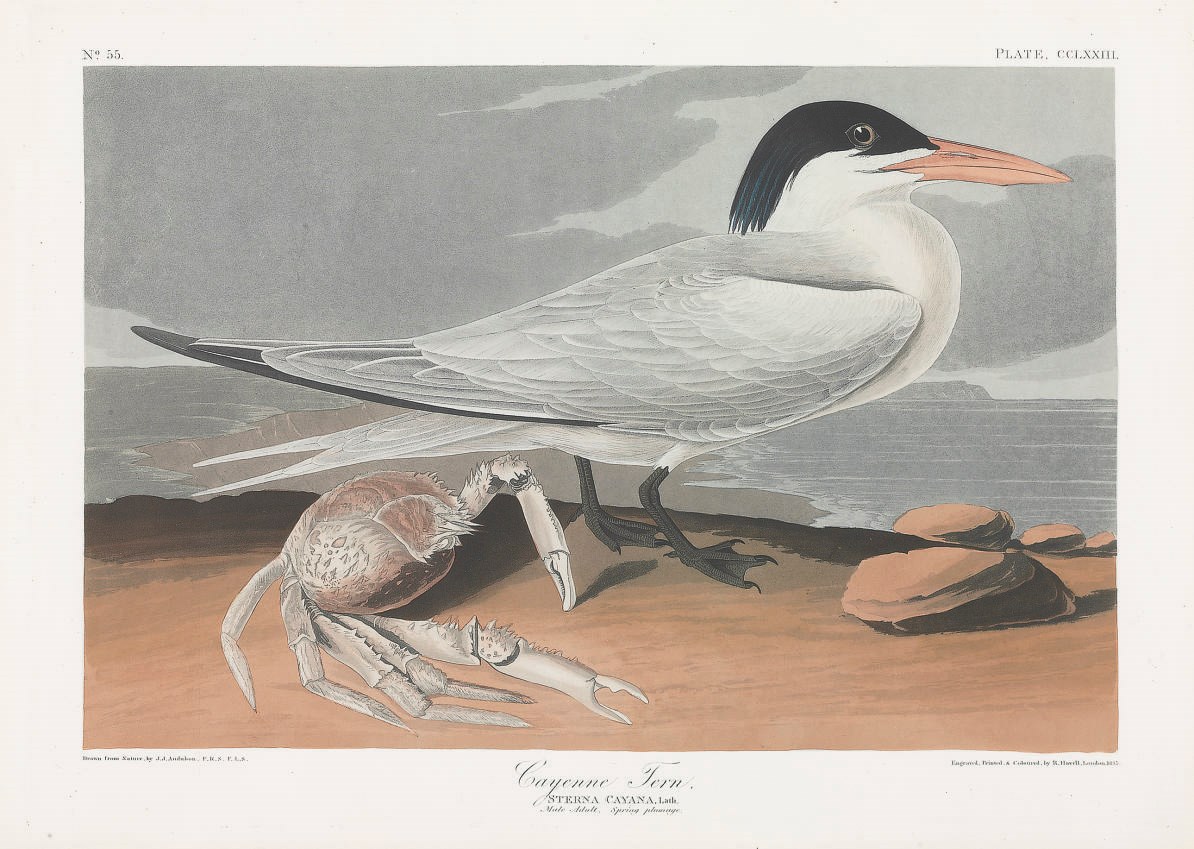 AFTER JOHN JAMES AUDUBON
BY ROBERT HAVELL