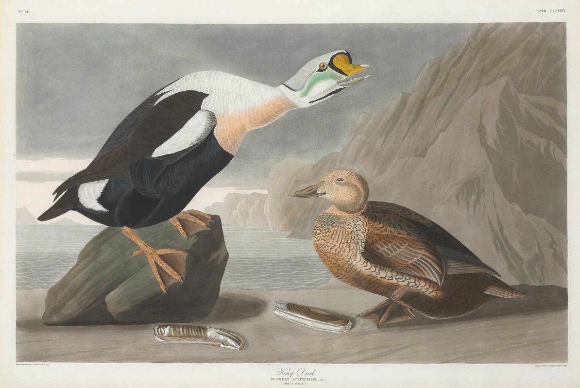 AFTER JOHN JAMES AUDUBON
BY ROBERT HAVELL