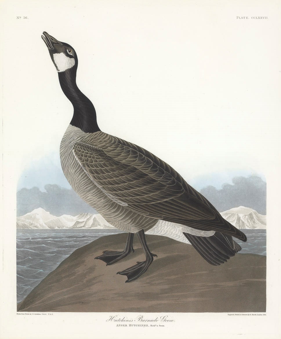 AFTER JOHN JAMES AUDUBON
BY ROBERT HAVELL