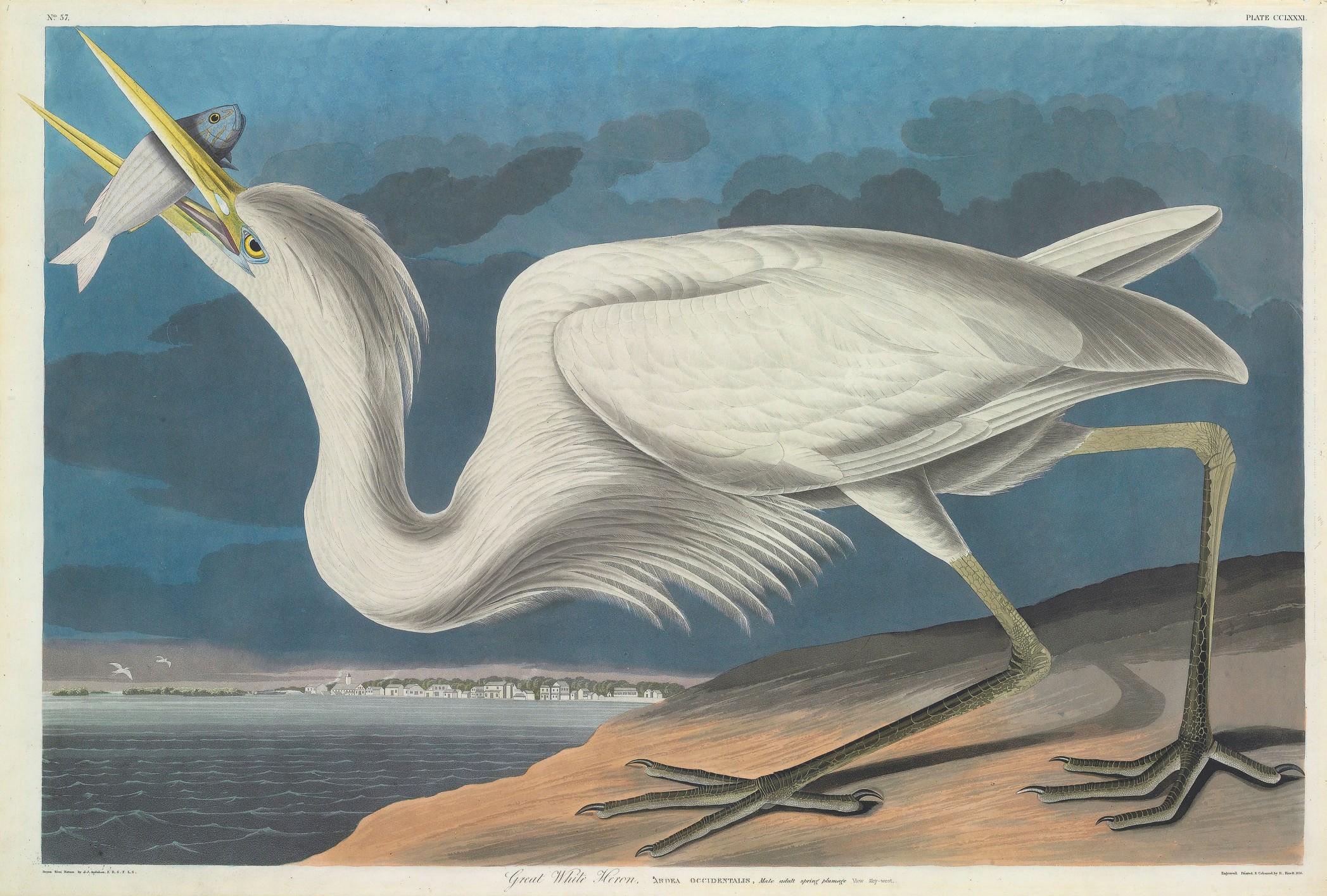 AFTER JOHN JAMES AUDUBON
BY ROBERT HAVELL