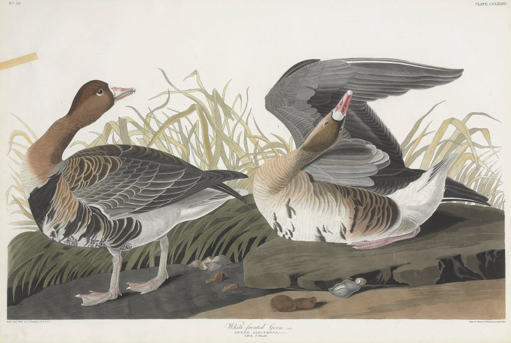 AFTER JOHN JAMES AUDUBON
BY ROBERT HAVELL