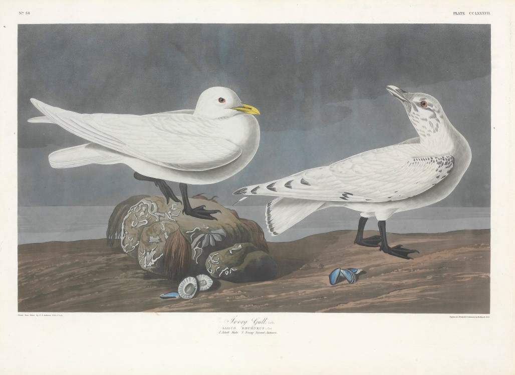 AFTER JOHN JAMES AUDUBON
BY ROBERT HAVELL