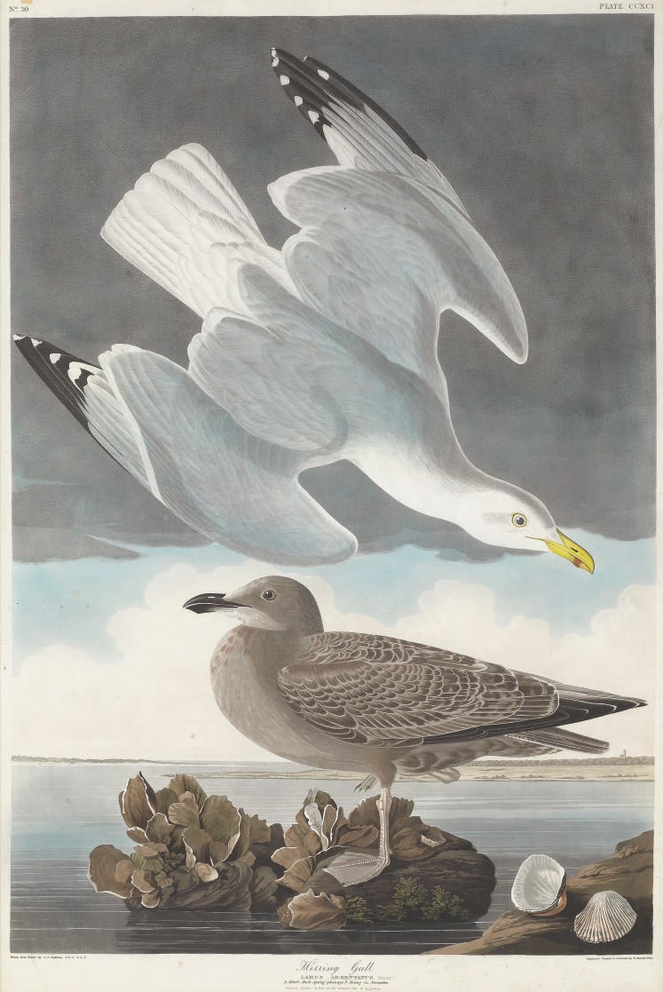 AFTER JOHN JAMES AUDUBON
BY ROBERT HAVELL