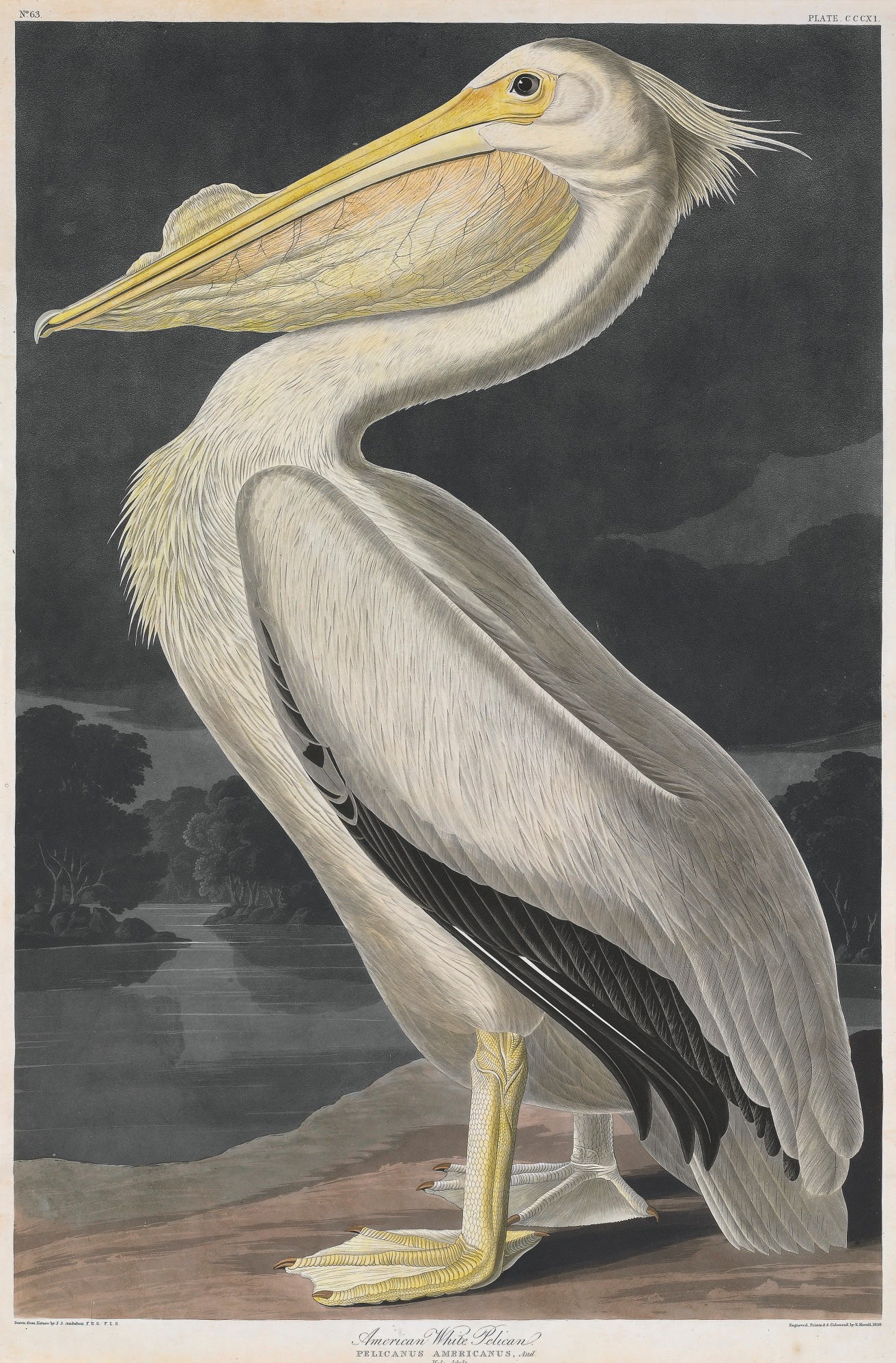 AFTER JOHN JAMES AUDUBON
BY ROBERT HAVELL