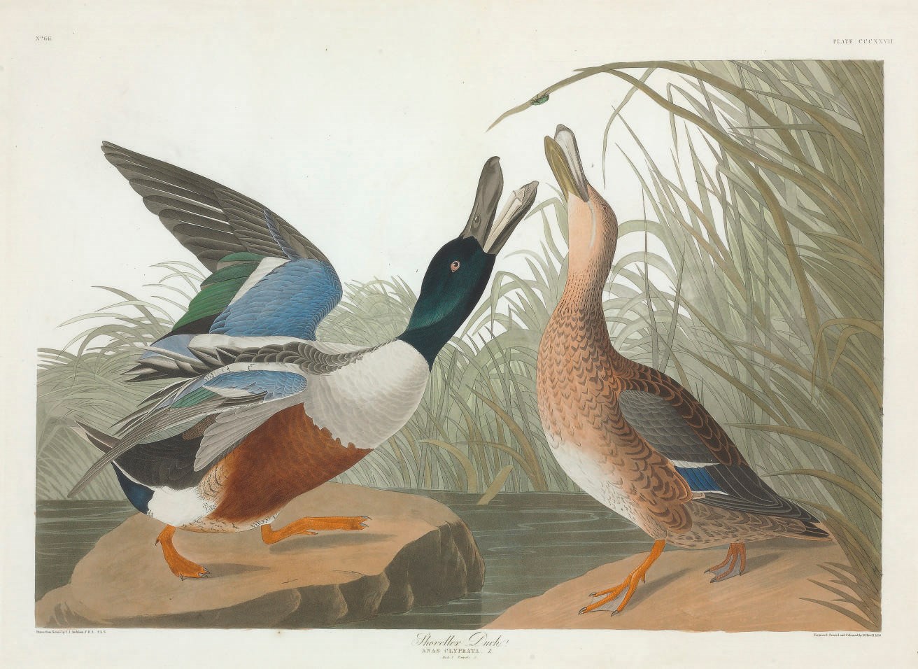 AFTER JOHN JAMES AUDUBON
BY ROBERT HAVELL
