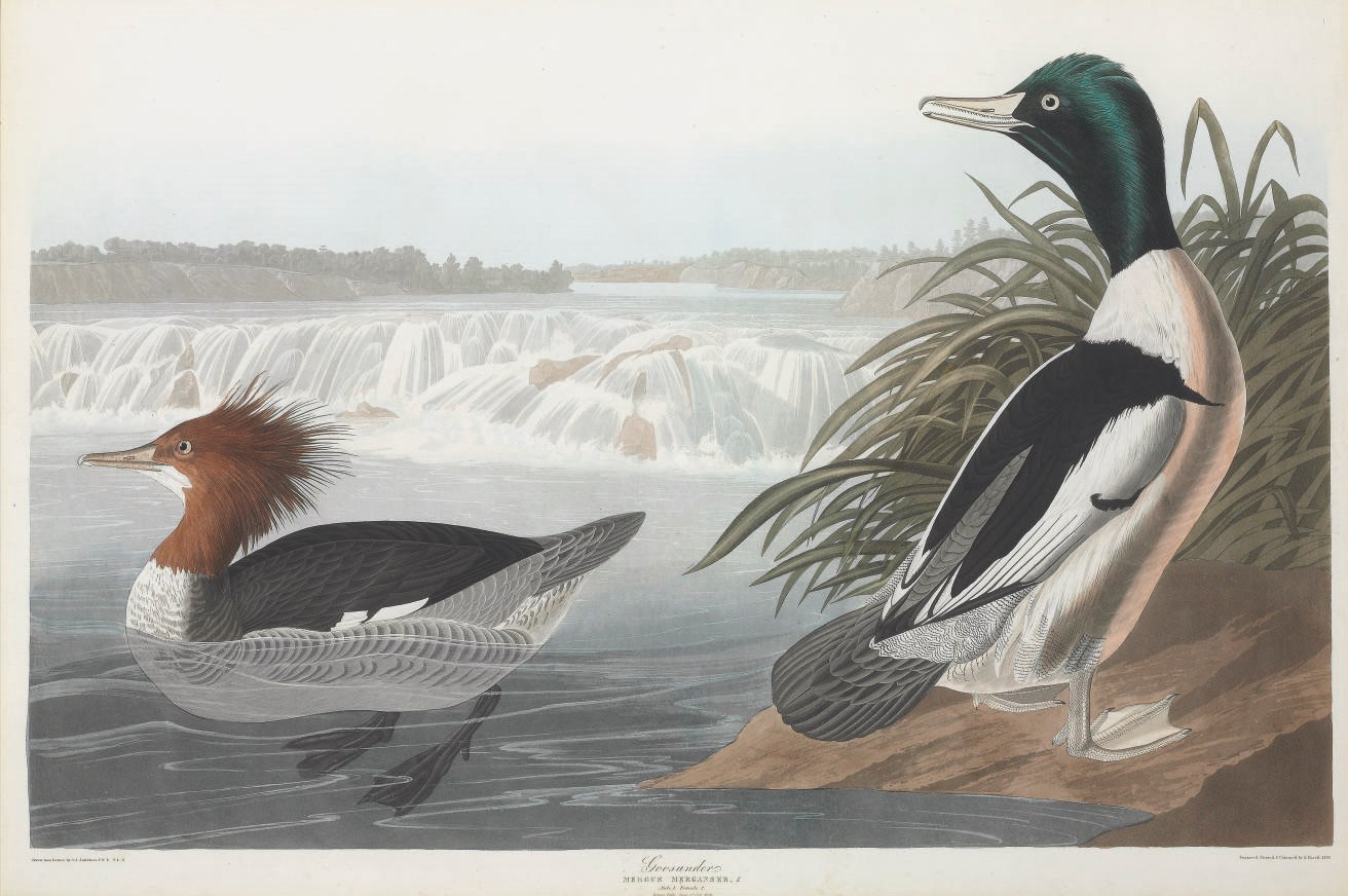 AFTER JOHN JAMES AUDUBON
BY ROBERT HAVELL