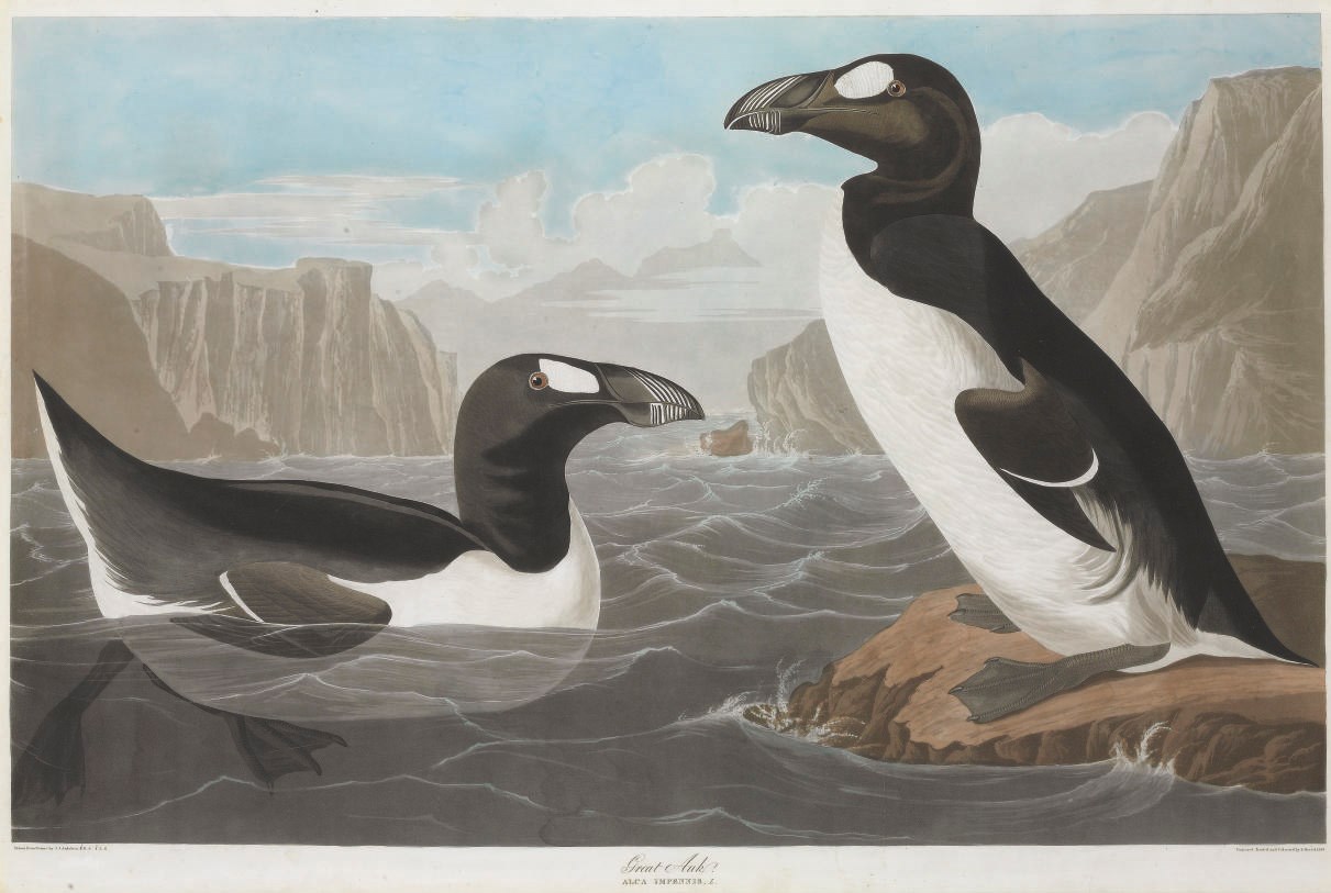 AFTER JOHN JAMES AUDUBON
BY ROBERT HAVELL
