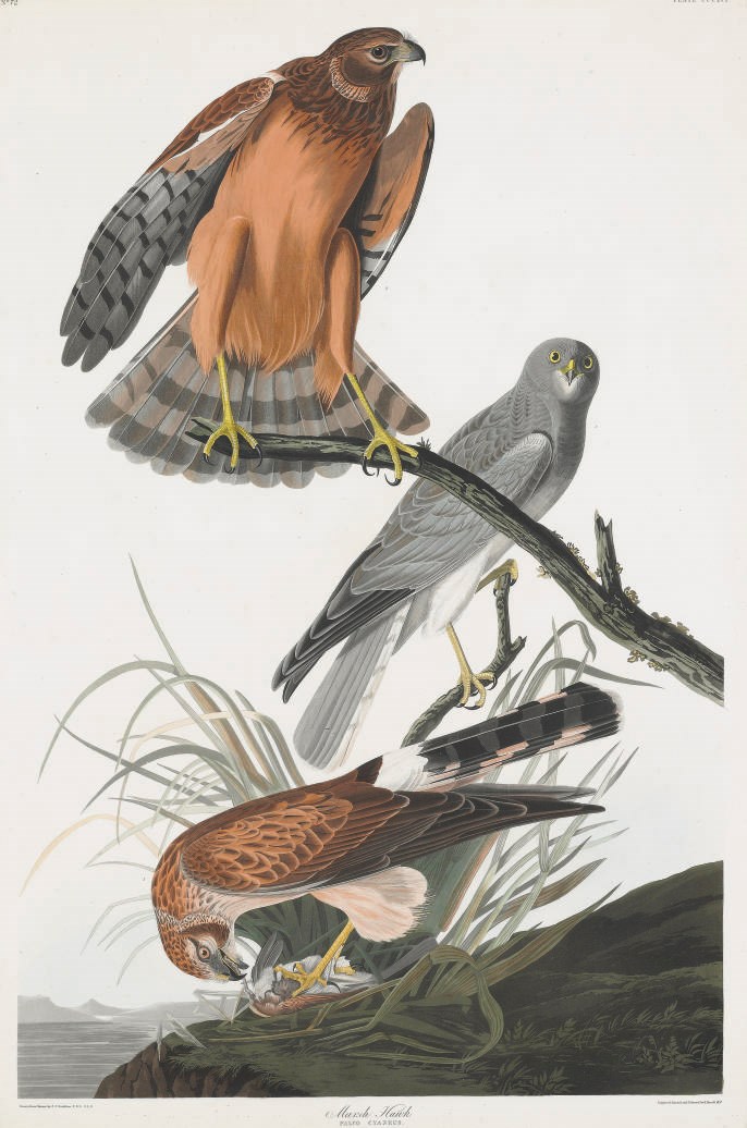 AFTER JOHN JAMES AUDUBON
BY ROBERT HAVELL