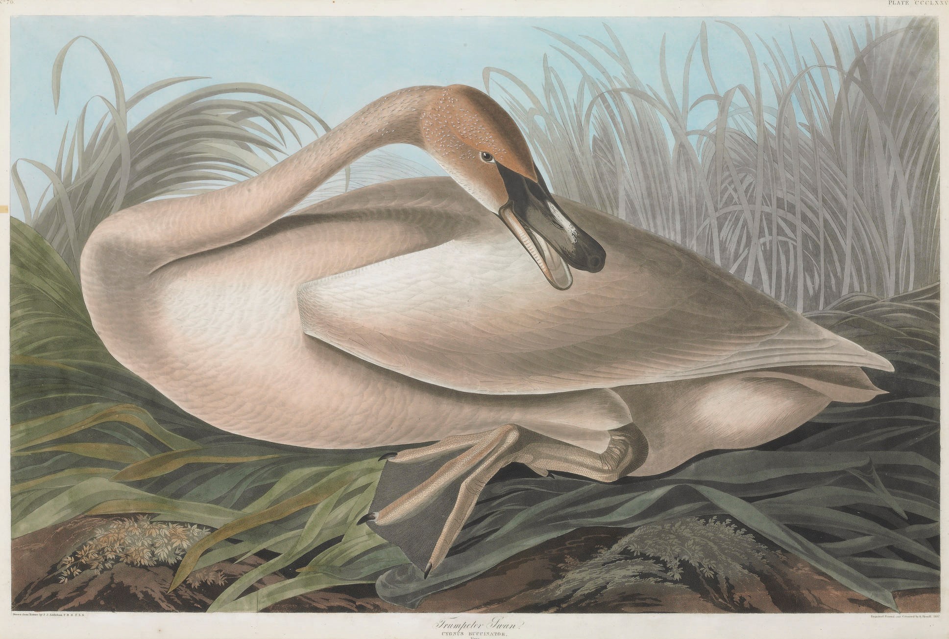 AFTER JOHN JAMES AUDUBON
BY ROBERT HAVELL
