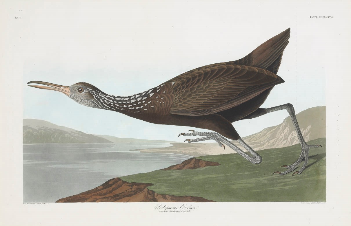 AFTER JOHN JAMES AUDUBON
BY ROBERT HAVELL