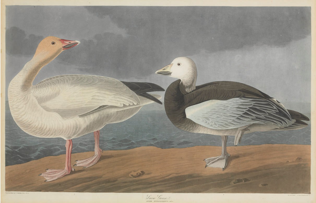 AFTER JOHN JAMES AUDUBON
BY ROBERT HAVELL
